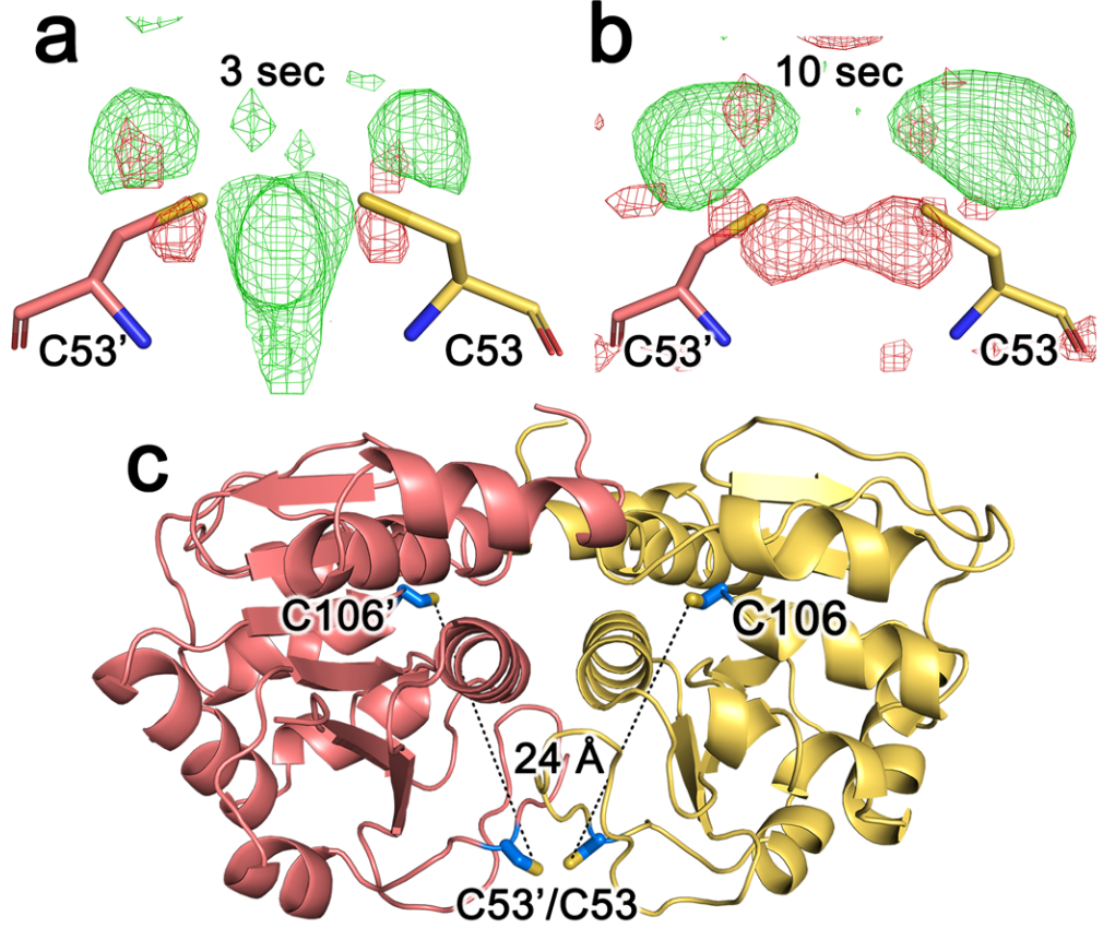 Long-range allostery in DJ-1